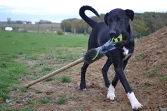 Chien perdu Border Collie