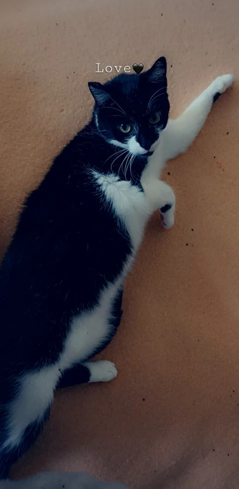 Chat trouvé