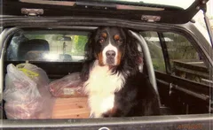 Chien perdu Bouvier Bernois