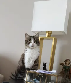 Chat perdu Européen