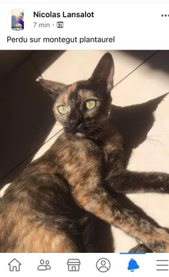 Chat perdu Européen