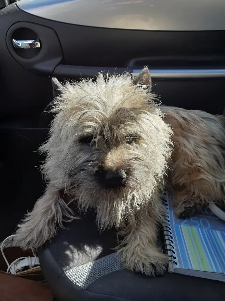 Chien trouvé