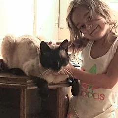 Chat perdu Européen