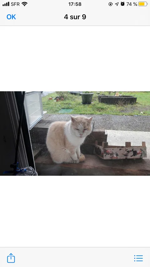 Chat trouvé