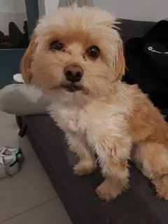 Chien perdu Bichon Havanais
