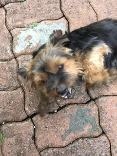 Chien trouvé Yorkshire Terrier