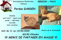 Chat perdu Européen