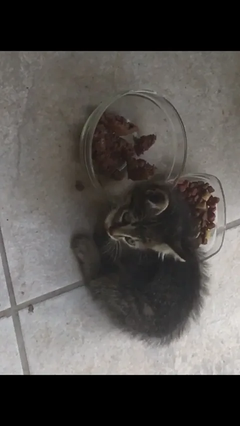 Chat trouvé
