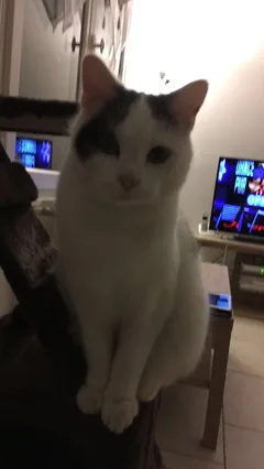 Chat perdu Européen