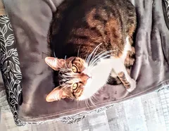 Chat perdu Européen