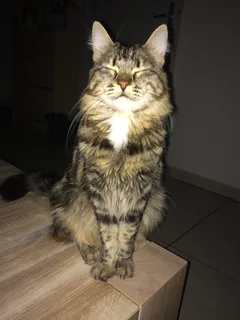 Chat perdu Européen