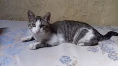 Chat trouvé Européen