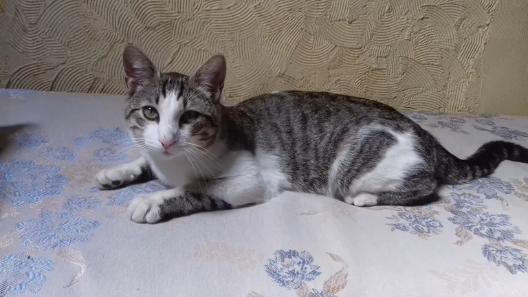 Chat trouvé