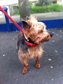 Chien trouvé Yorkshire Terrier