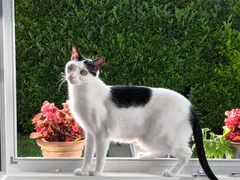 Chat perdu Sans race particulière