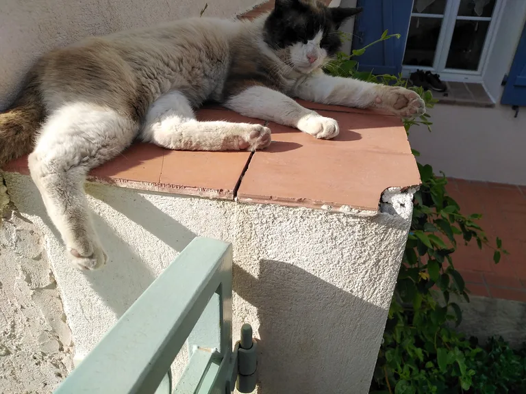 Chat trouvé