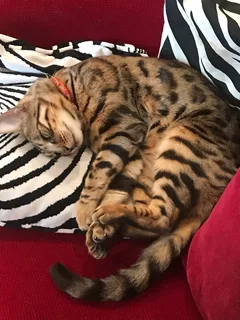 Chat perdu Bengal