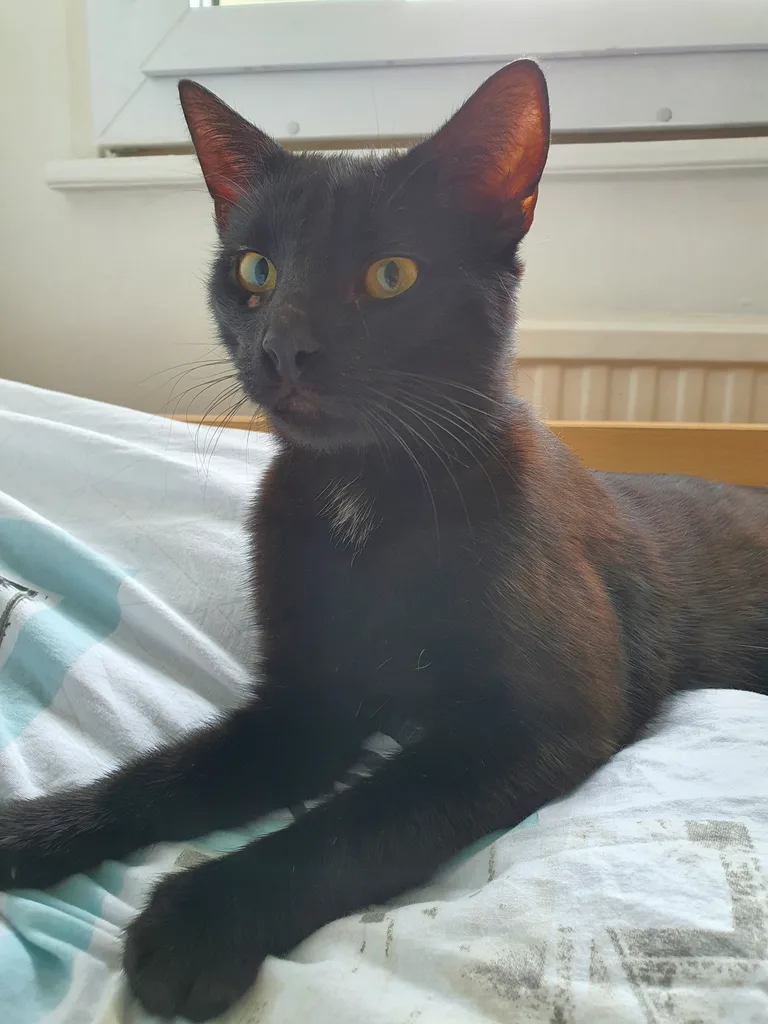Chat trouvé