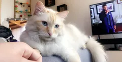 Chat perdu Angora Turc