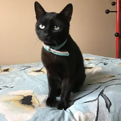 Chat perdu Européen