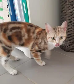 Chat trouvé Chat Tigre