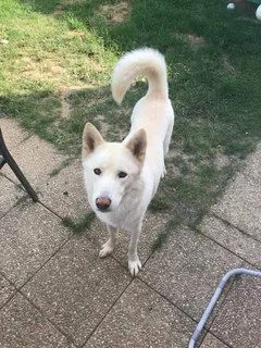 Chien perdu Husky Sibérien