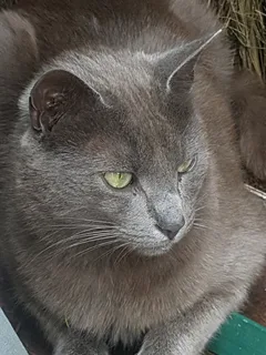 Chat trouvé Européen