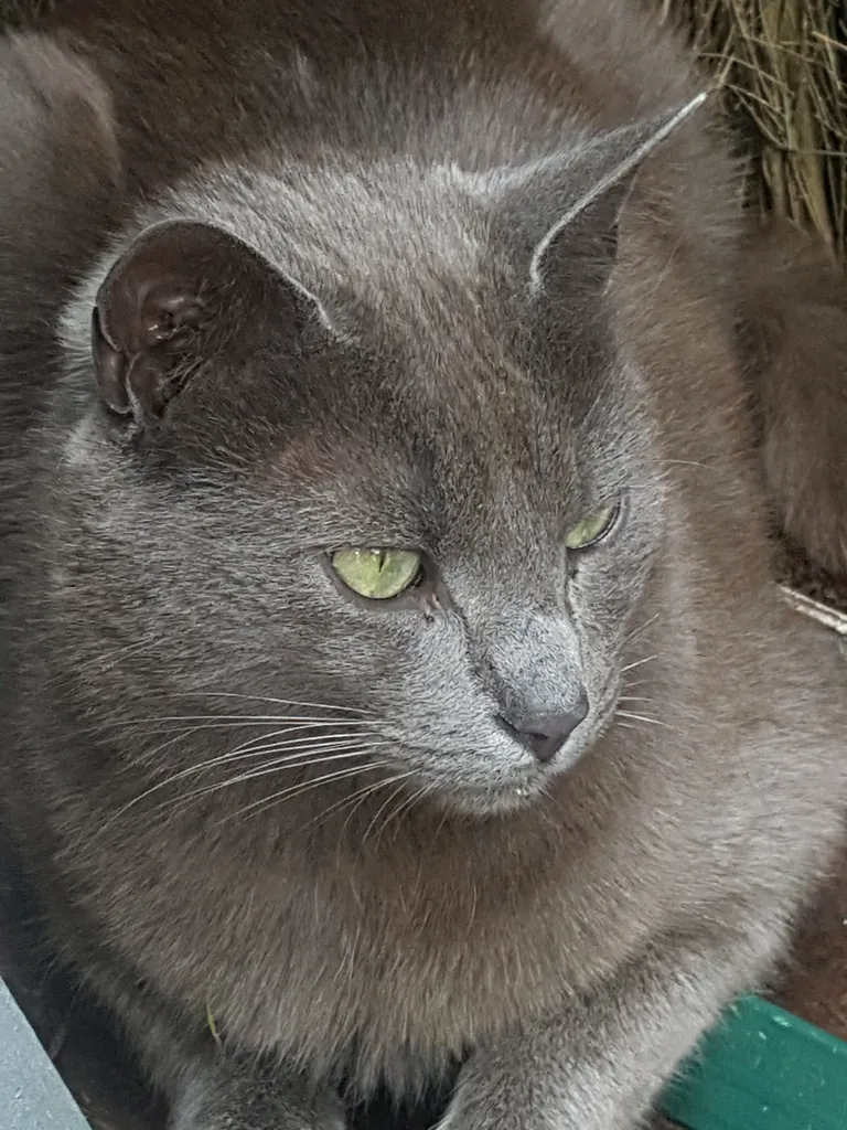 Chat trouvé