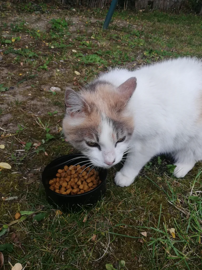 Chat trouvé