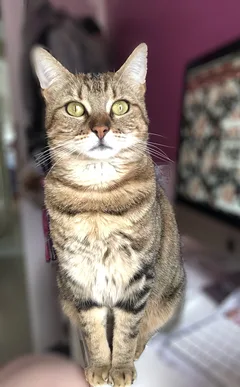 Chat perdu Chat Tigre
