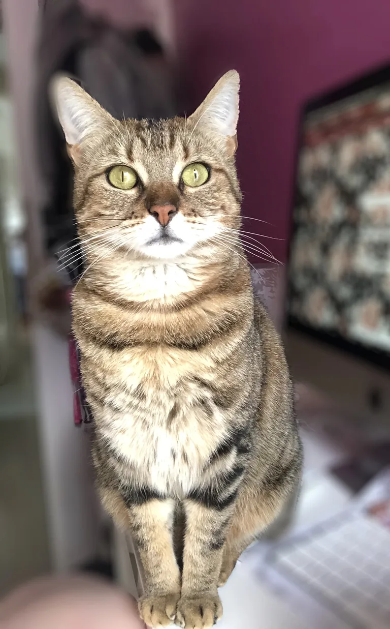 Kyra