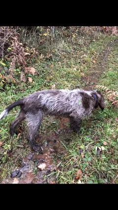 Chien perdu Griffon Korthals