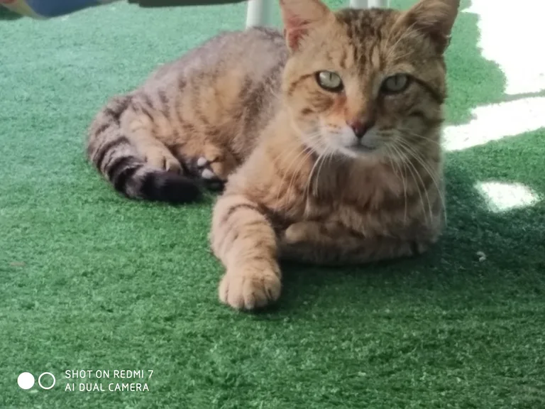 Chat trouvé