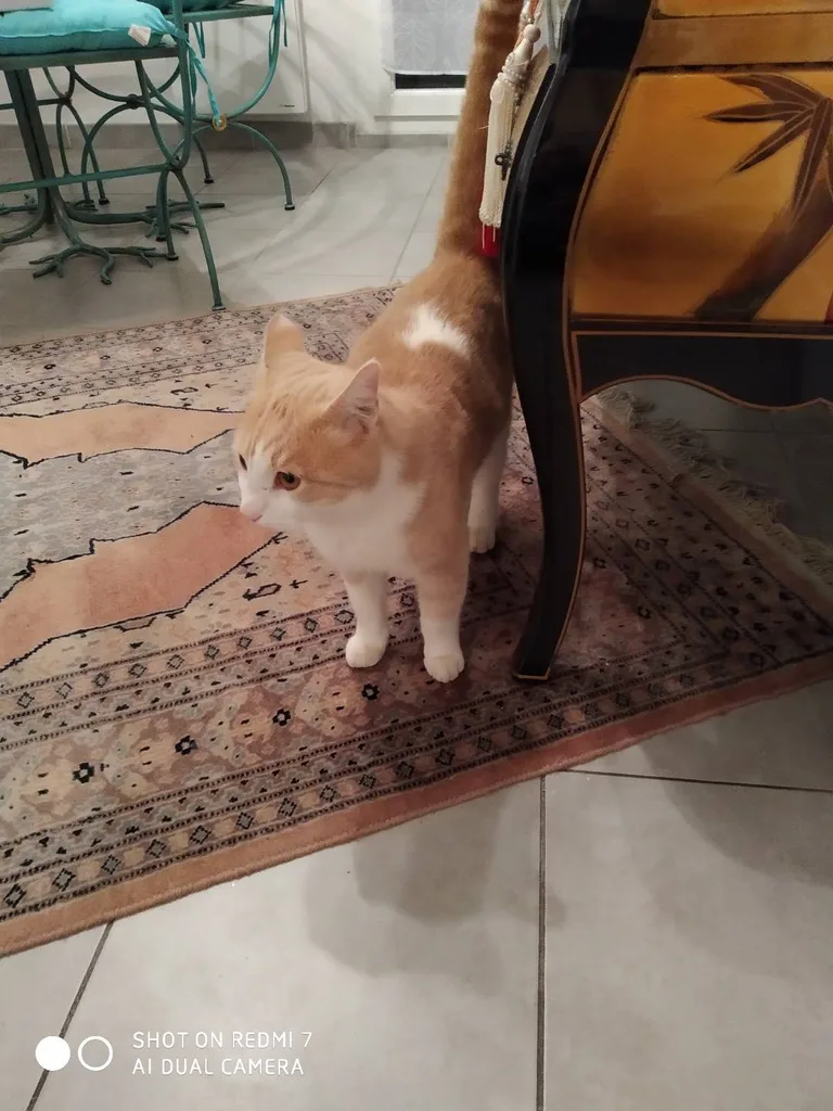 Chat trouvé