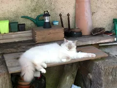 Chat perdu Birman