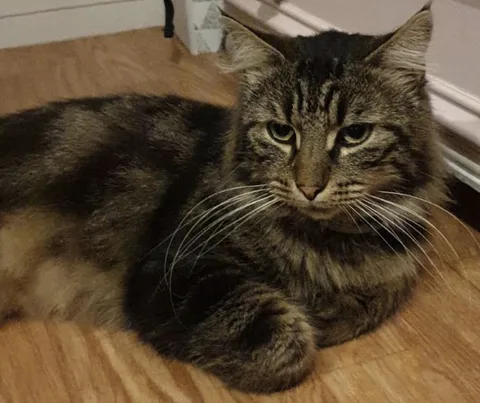 Chat trouvé