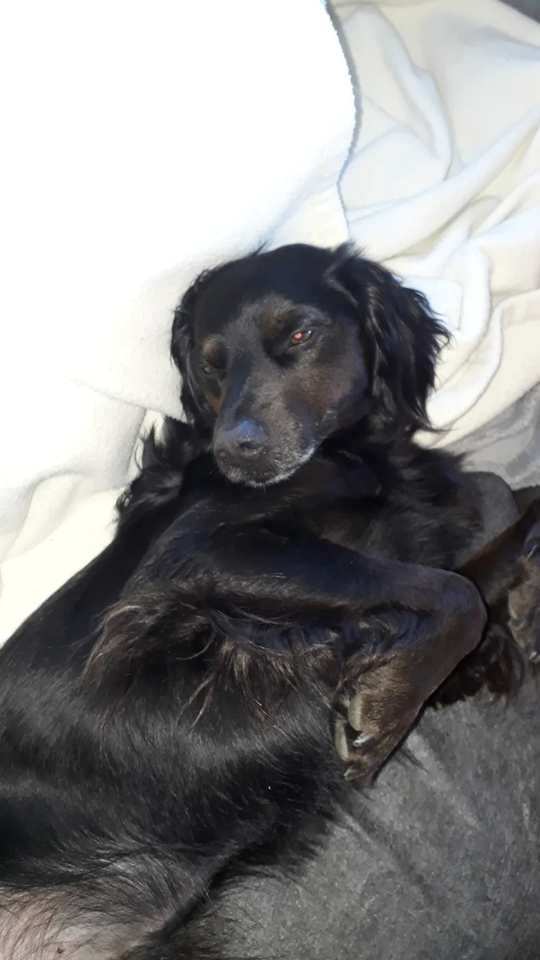 Blacky