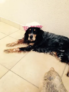 Chien perdu Setter Anglais