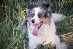 Chien perdu Border Collie