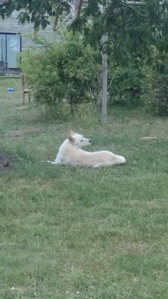 Chien trouvé Berger Blanc Suisse