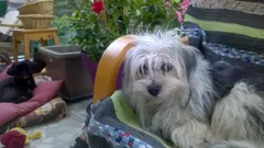Chien perdu Yorkshire Terrier