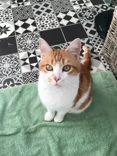 Chat perdu Européen