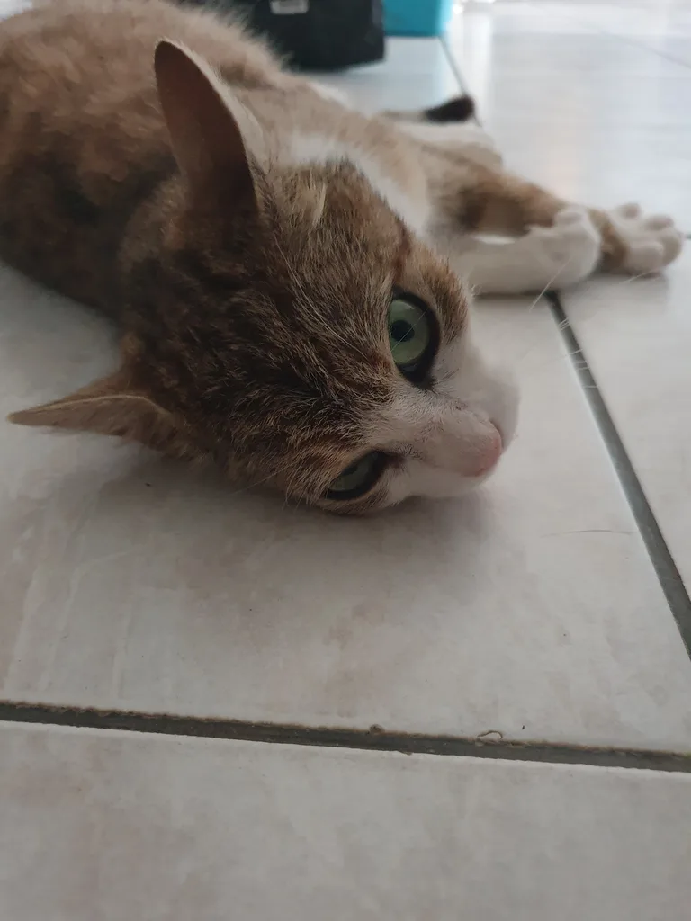 Chat trouvé