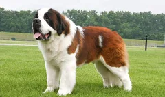 Chien perdu Saint-Bernard