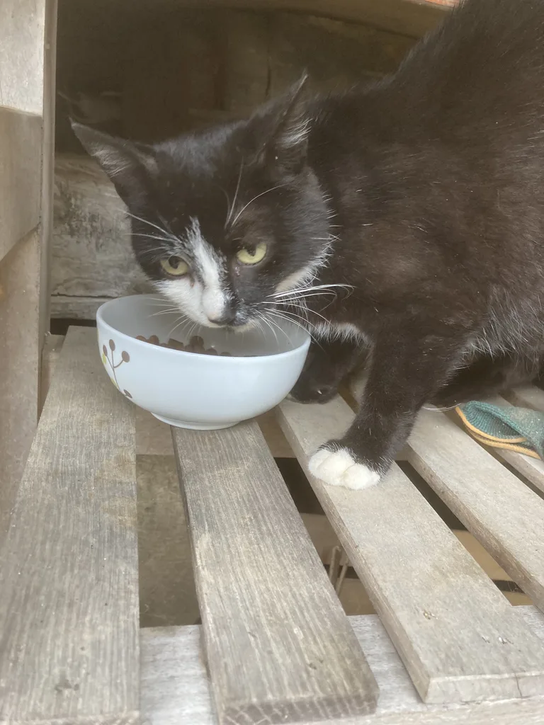 Chat trouvé