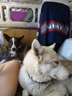 Chien perdu Husky Sibérien