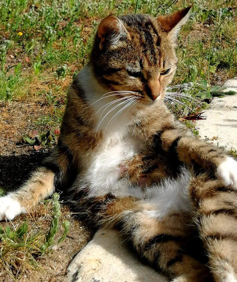 Chat trouvé