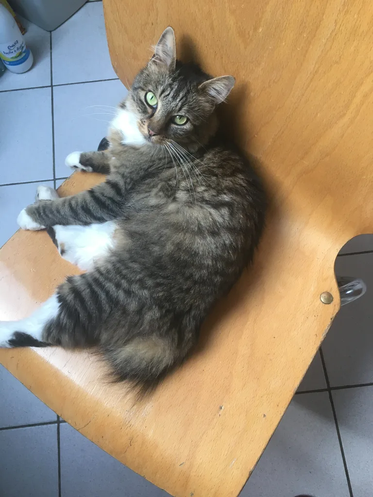 Chat trouvé