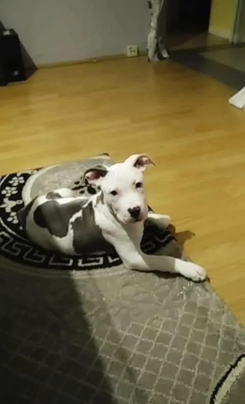 ROKO