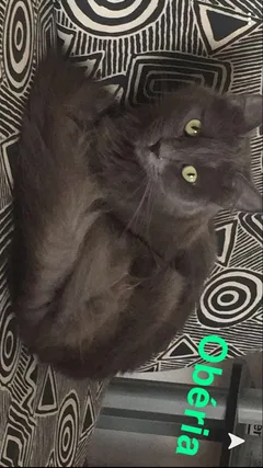 Chat perdu Chartreux